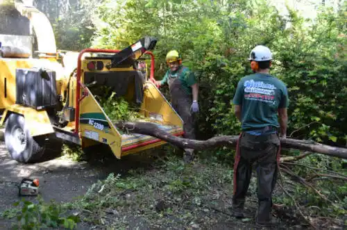 tree services Lenexa